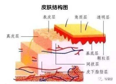 揭開角質的神秘面紗 去角質會讓皮膚變薄嗎？